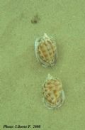 Phalium&nbsp;granulatum - riproduzione